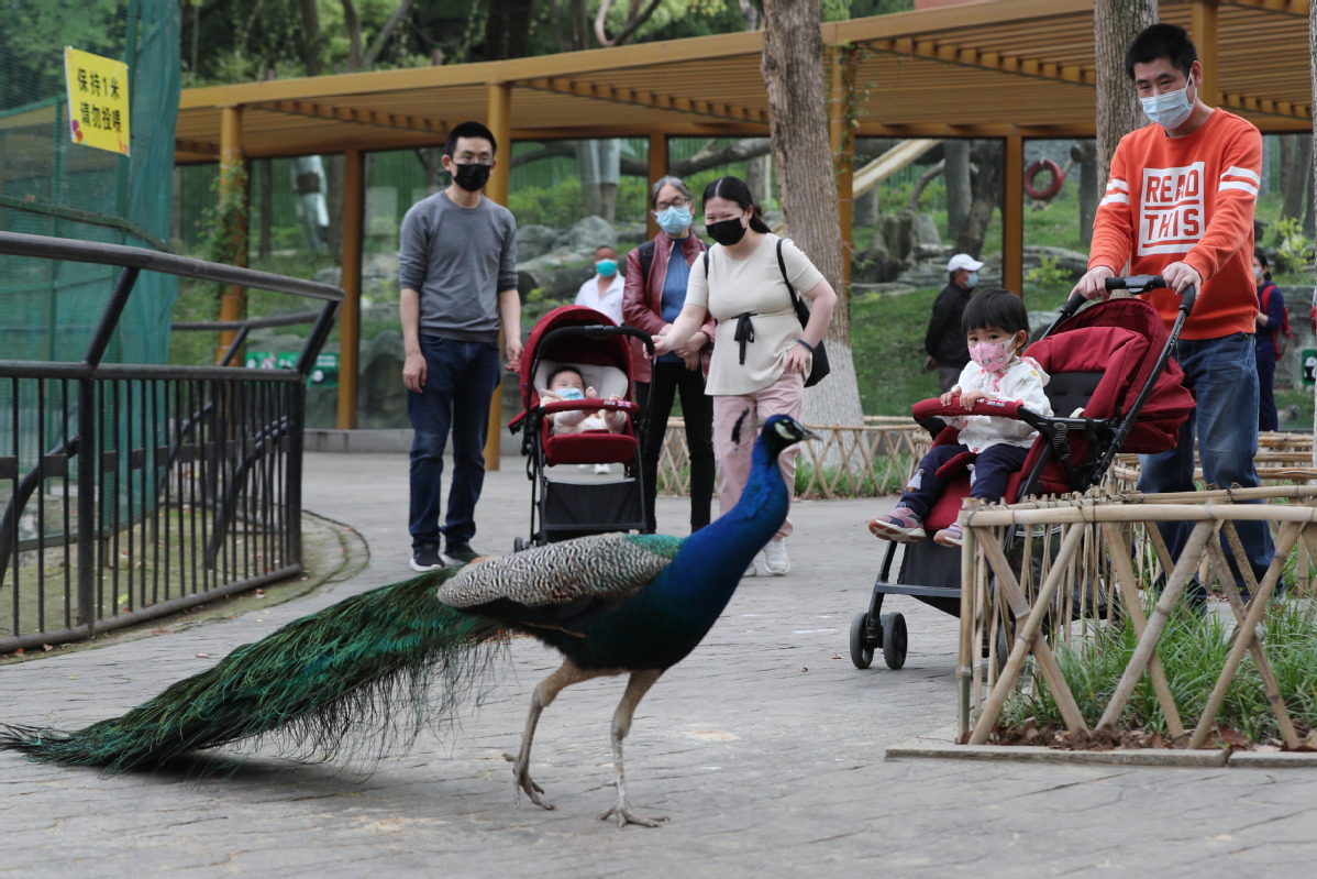 武汉动物园今日起有序恢复开放