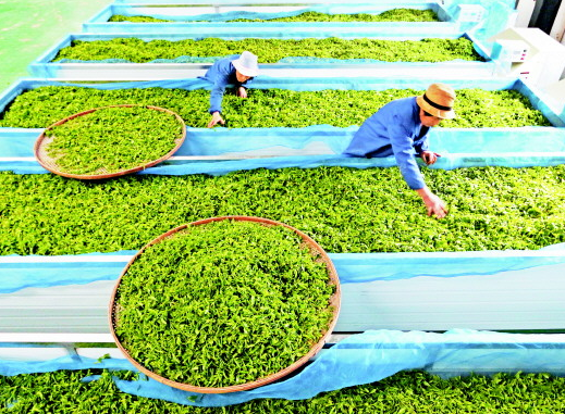 贵州省印江土家族苗族自治县福茗茶业公司生产线上,工人忙着加工茶叶