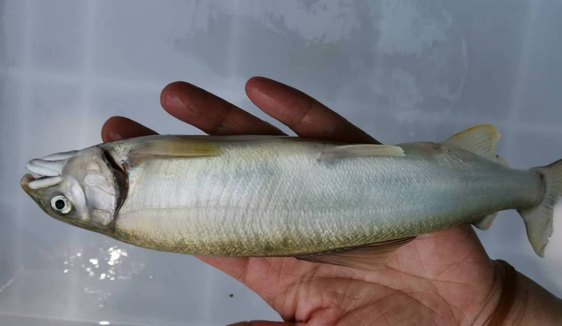 2000尾仙胎鱼在青岛崂山区增殖放流