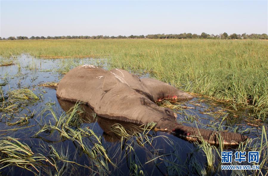 （国际）（3）博茨瓦纳3个月内275头大象离奇死亡