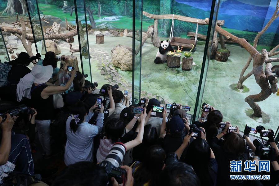 （社会）（1）台北：大熊猫“圆仔”迎来7岁生日
