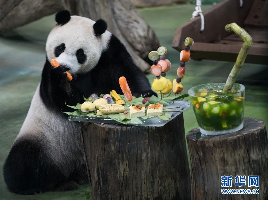 （社会）（3）台北：大熊猫“圆仔”迎来7岁生日