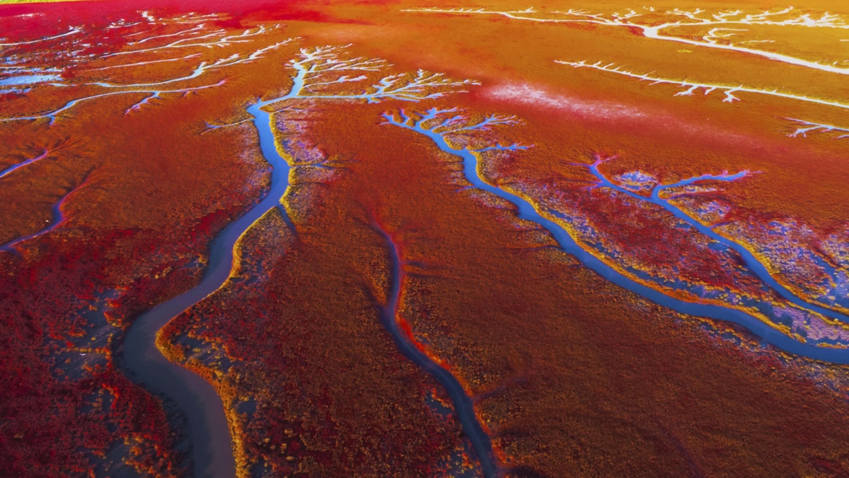 碧海蓝天看辽宁:盘锦红海滩——中国最北海岸线上的火红画卷