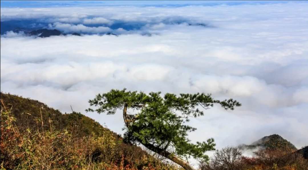 甘肃陇南康县,云海奔腾映朝阳