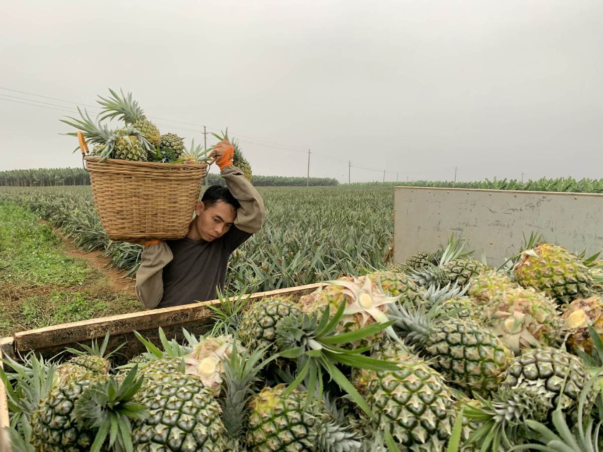 广东徐闻“菠萝的海”火遍全网，阿里数字化能力助菠萝产业升级