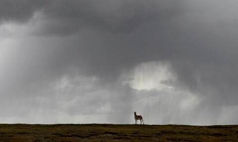 远处一头野驴在雨中。据说路上能遇到狼、野驴和老鹰，就会保佑一路平安