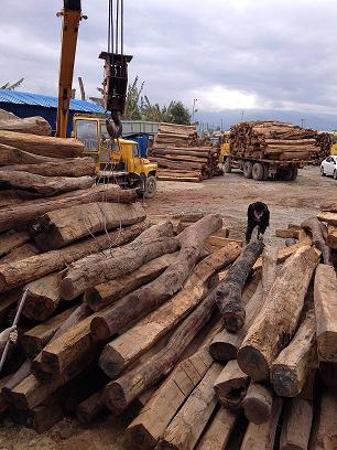 在缅甸红木酸枝木原木批发市场可以看到成堆的木材