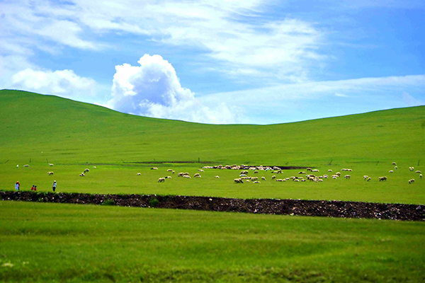 羊群散落在茫茫草原上-鞠传江摄影