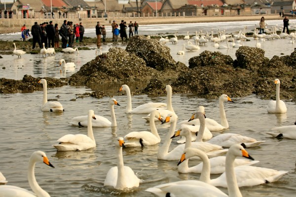 conew_烟墩角村旁的港湾成为冬季大天鹅的栖息地，人与天鹅和谐相处-鞠传江摄影