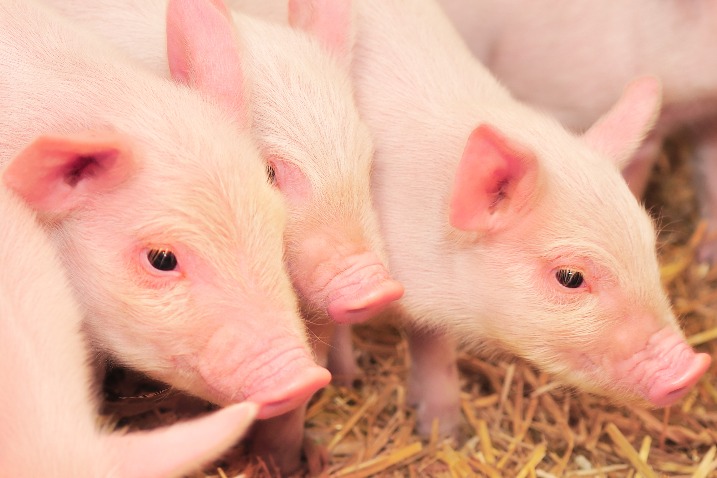 国务院常务会议确定稳定生猪产能措施