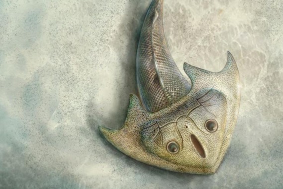 中国学者研究发现最古老三尖鱼类：4.19亿年前“刘氏镰角鱼”