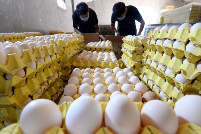 多因素助推 蛋鸡养殖效益持续好转