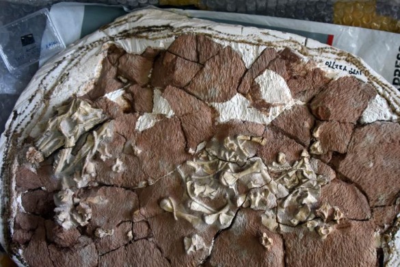中国最新研究发现5200多万年前始祖巨蜥化石 实证巨蜥亚洲起源
