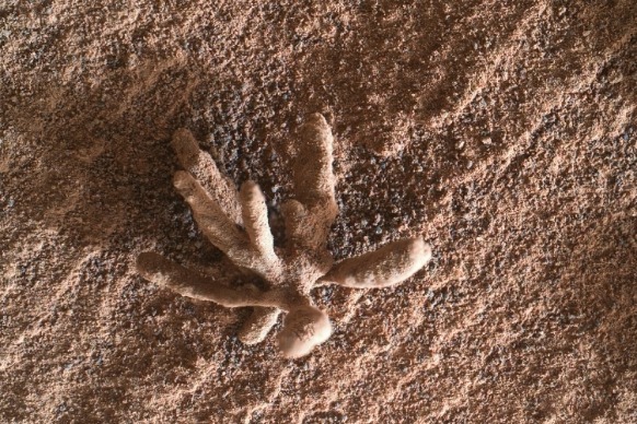 NASA“好奇号”在火星发现奇特岩石 外观酷似珊瑚