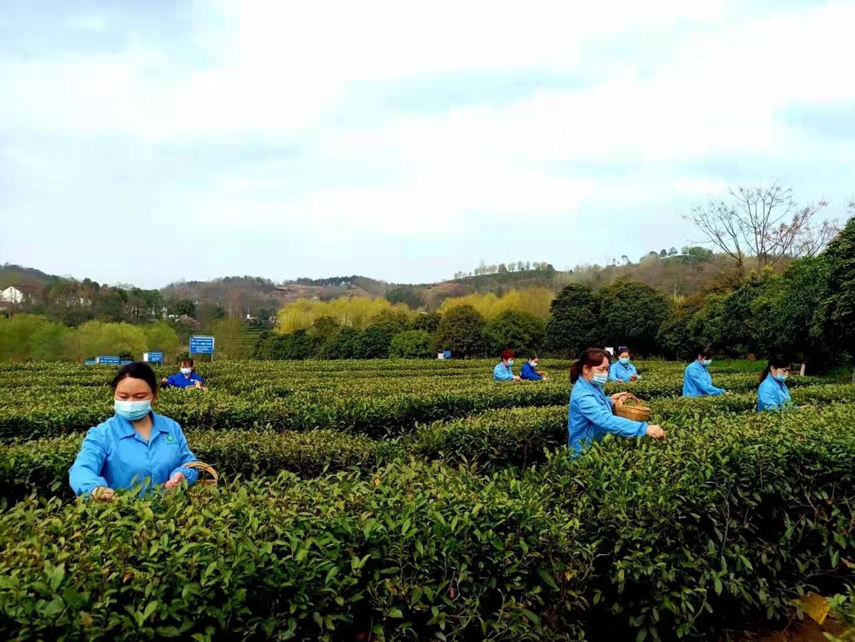 2022汉中仙毫新茶开采节在西乡县东裕枣园湖生态茶园举办插图1