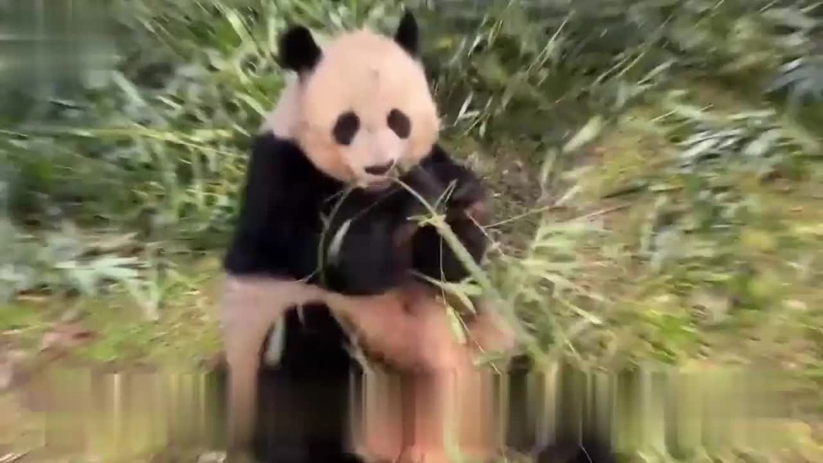 美国庆祝大熊猫抵美50周年 游客直呼“太可爱了！”