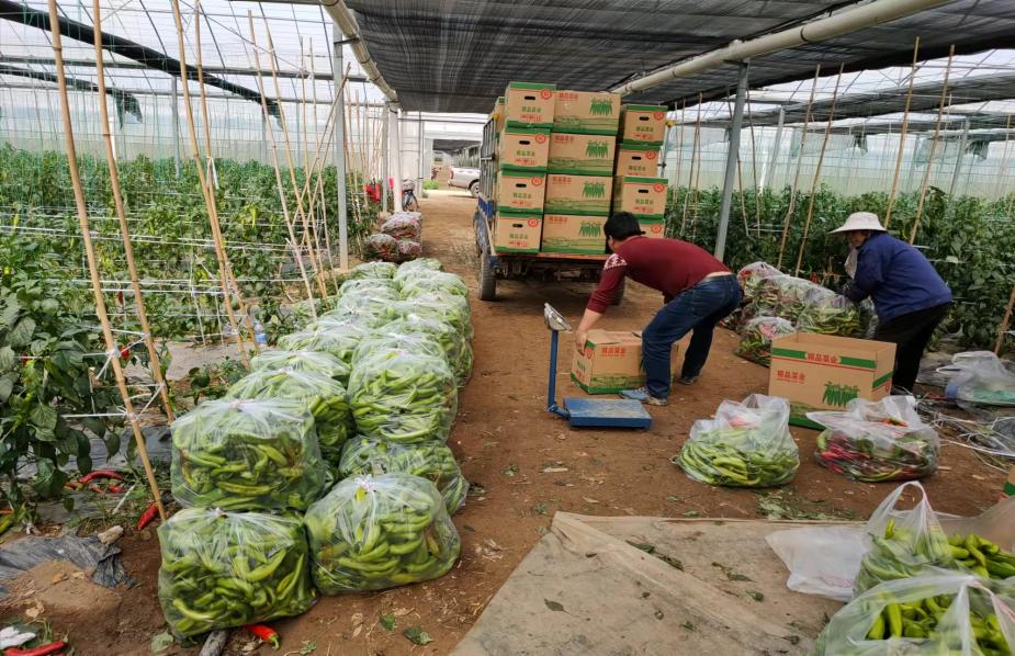 在海西农业大棚，工人正在装运蔬菜。