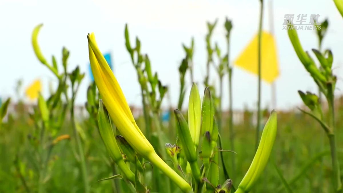 习近平总书记关切事 | 晋北，那朵美丽的小黄花