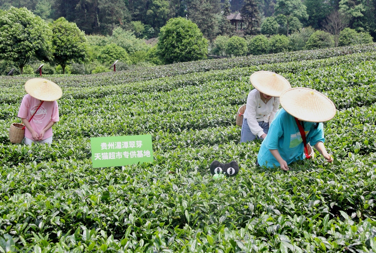 从藏在深山到95后“心头好”  今春贵州茶在天猫超市卖出2000万