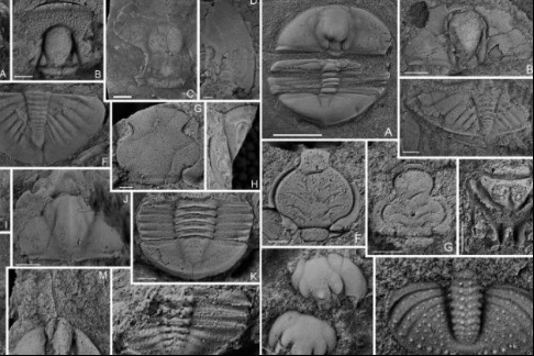 中国科学家首次在滇东北发现4亿多年前古生物“避难所”