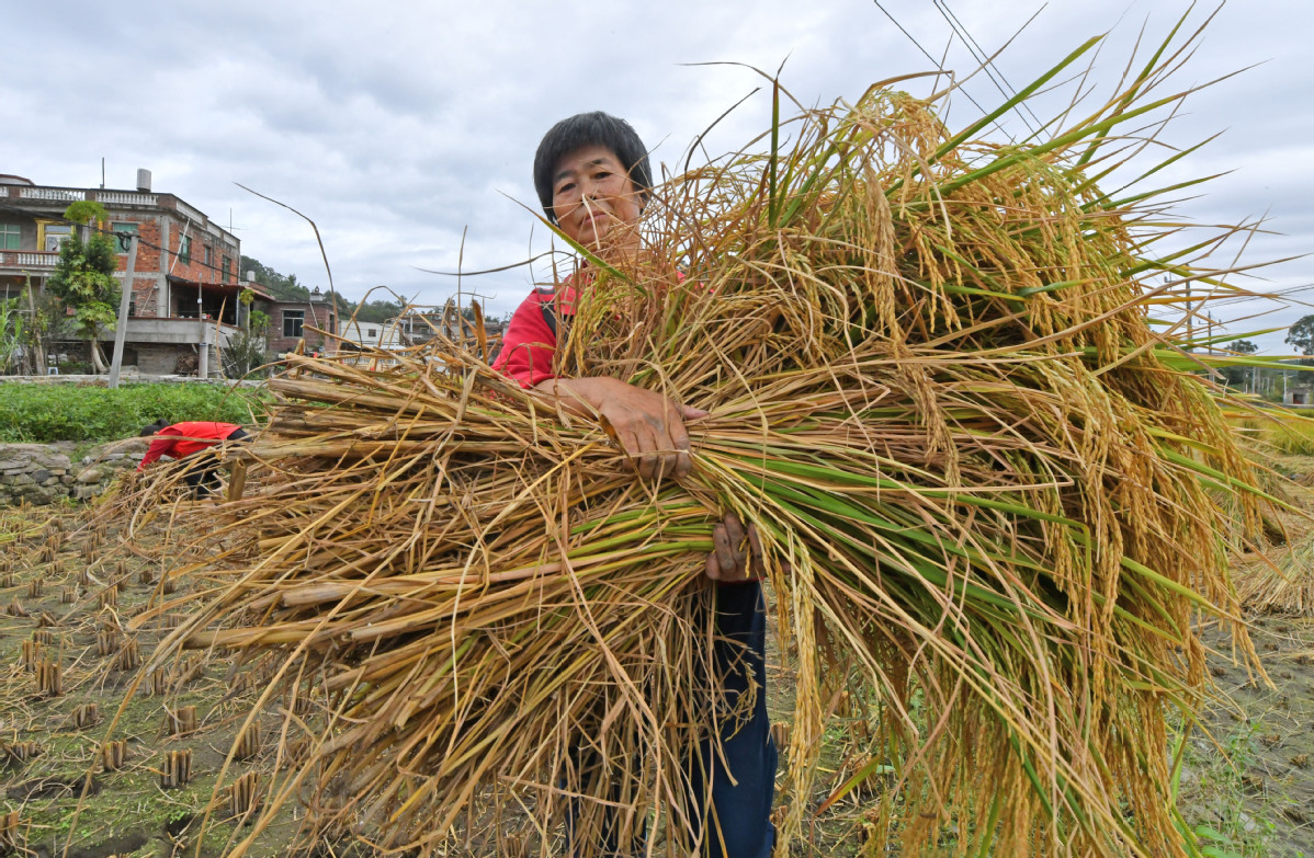 11月8日，在福建省泉州市泉港区涂型村，村民在搬运刚收割的我晚稻。 (2)