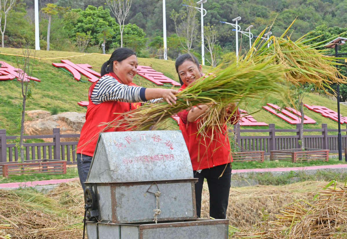 11月8日，在福建省泉州市泉港区涂型村，两名新时代文明实践站志愿者正在帮助村民抢收水稻。4