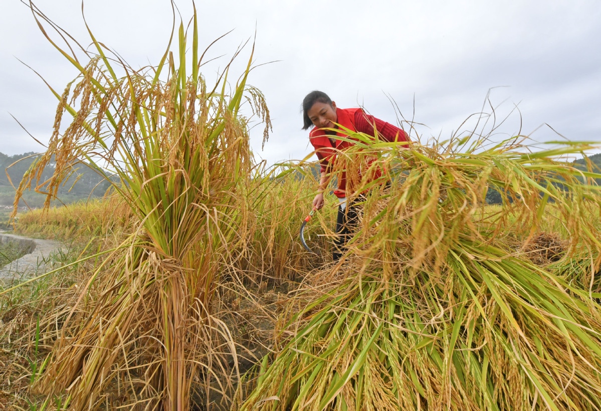 11月8日，在福建省泉州市泉港区涂型村，志愿者们正在帮助村民抢收晚稻。 (1)