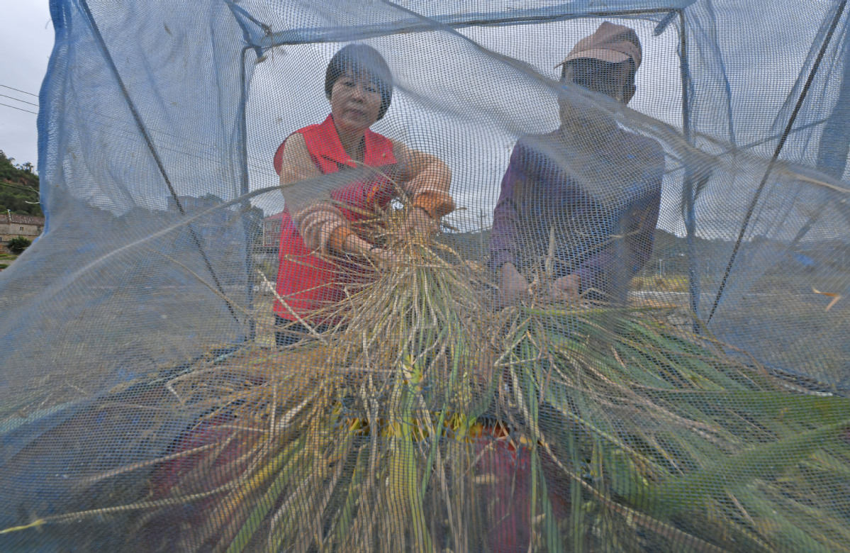 11月8日，在福建省泉州市泉港区涂型村，志愿者们正在帮助村民抢收晚稻。 (8)