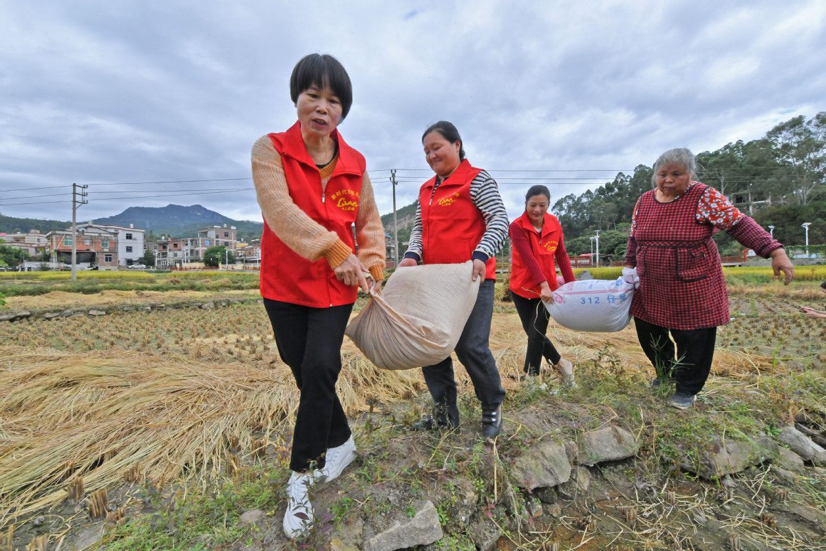 11月8日，在福建省泉州市泉港区涂型村，志愿者们在帮助村民搬运刚采收的晚稻。