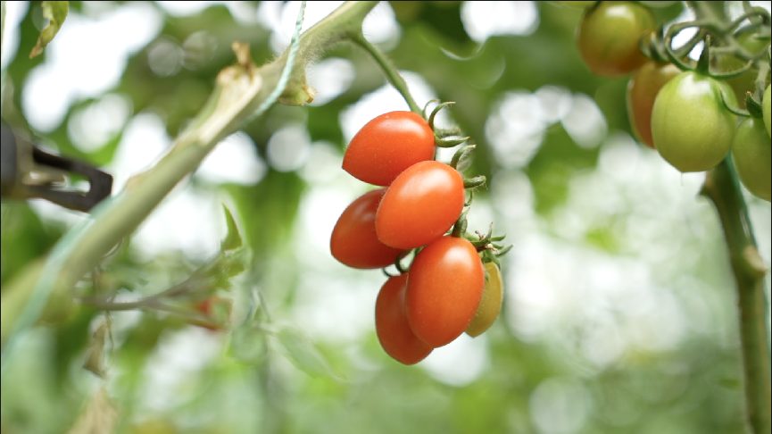 产地新鲜直达消费者，平度小番茄照亮果农致富路