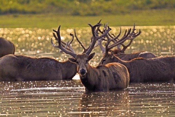 湖北石首天鹅洲“鹿”丁兴旺 麋鹿数量首次突破2000只