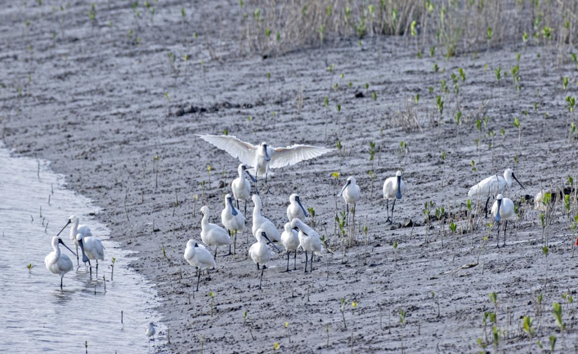 图为一群黑脸琵鹭在山腰盐场湿地停歇。