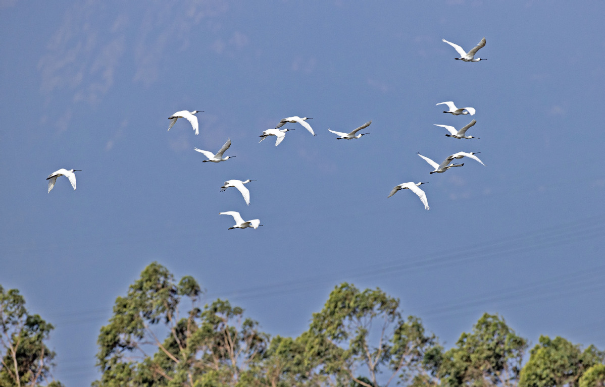 图为一群黑脸琵鹭在山腰盐场上空翱翔。1
