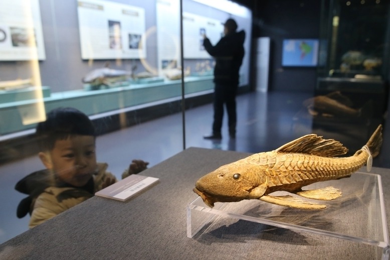黑龙江省博物馆展出白垩纪鱼化石