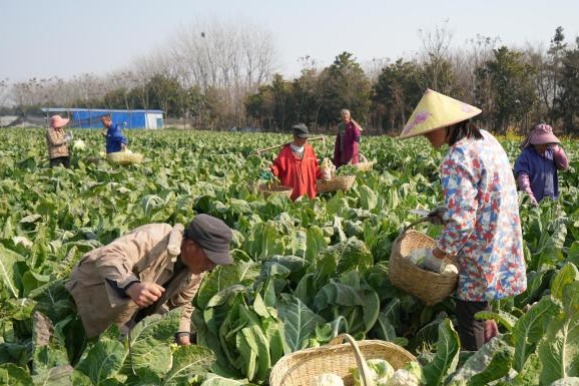 湖北荆州田间地头采摘忙 蔬菜产业助推乡村振兴