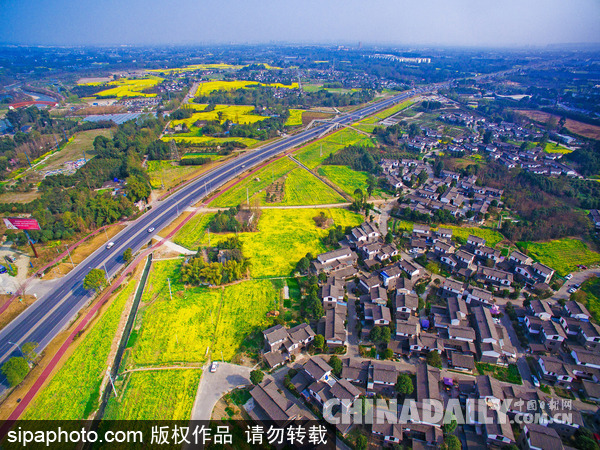 成都市郫都区青杠树村油菜花盛开