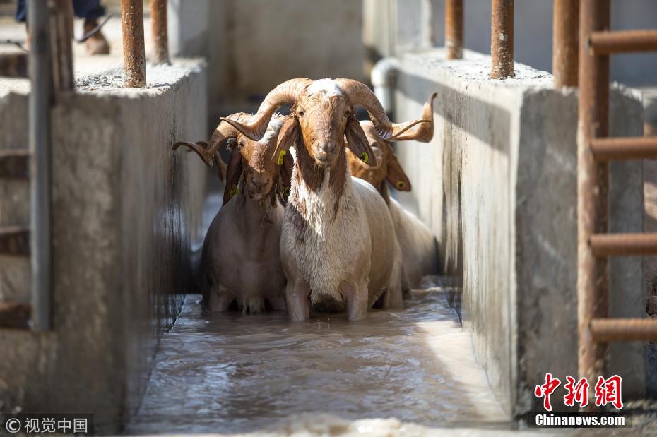 土耳其羊群洗入夏薅羊毛大澡 密密麻麻