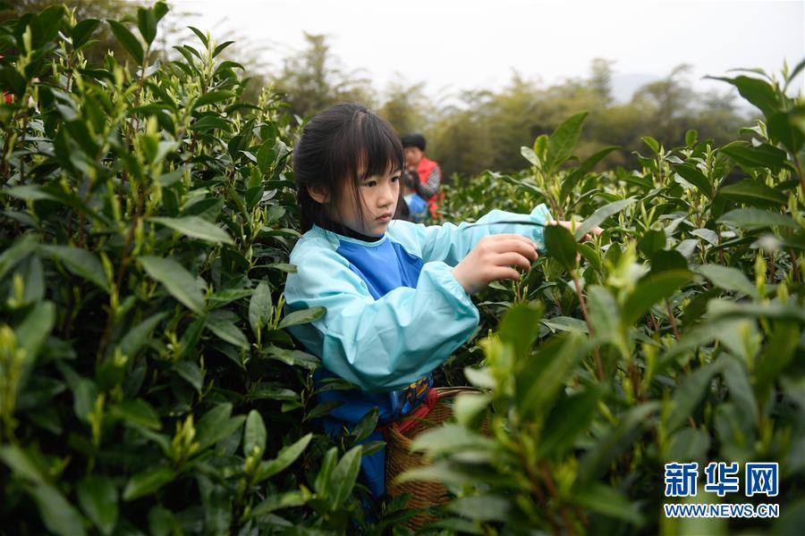 （社会）（2）浙江湖州：儿童体验采春茶