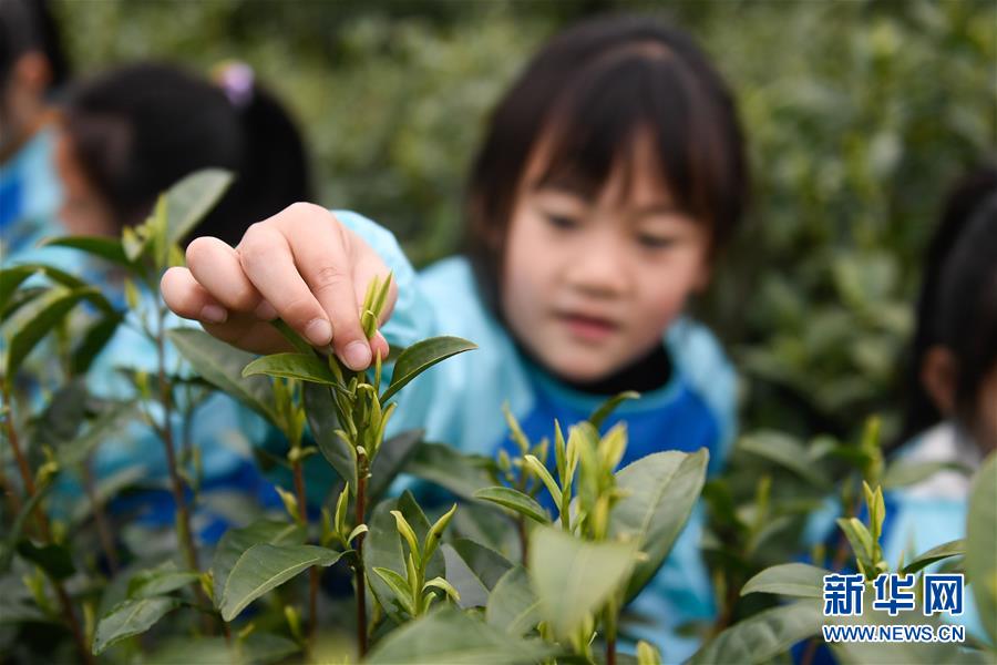 （社会）（3）浙江湖州：儿童体验采春茶