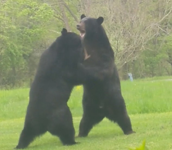 美男子拍到两只大黑熊在自家院内直立打斗画面