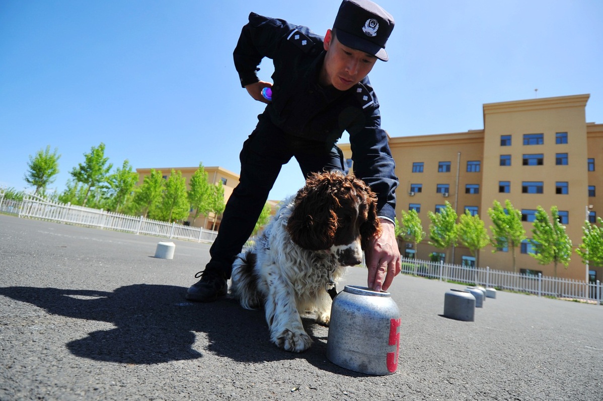 135只警犬将奔赴执勤一线结业考核精彩纷呈