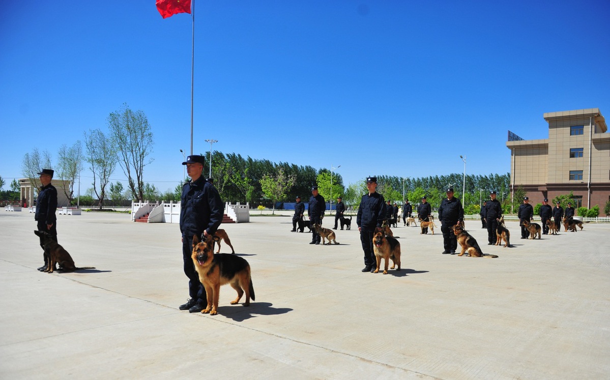 总站带犬民警培训暨工作犬复训班结业考核在哈尔滨警犬训练基地举行