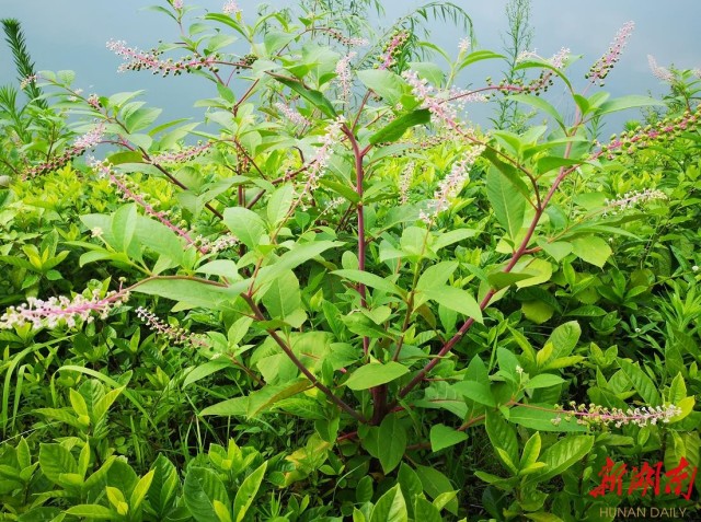 商陆:植物界的毒门暗器 