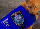猫咪巡警上班时打瞌睡