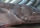 男子捕鱼食用之后中毒