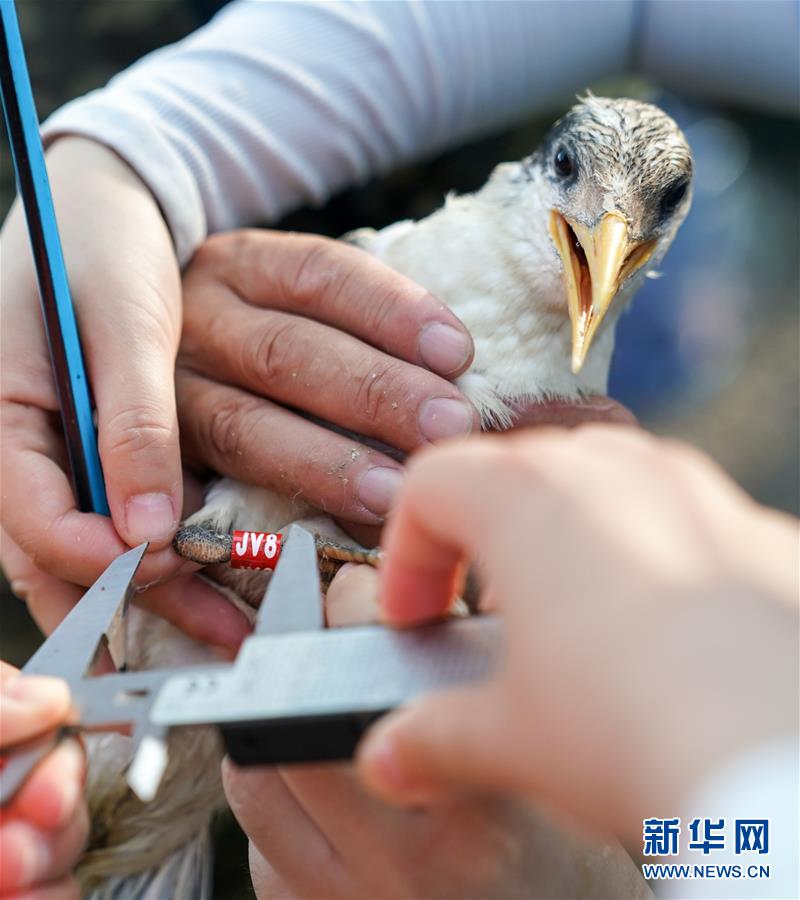 （环境）（2）追寻“神话之鸟”——凤头燕鸥环志记