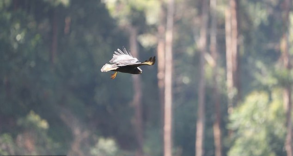 不可思议!乌干达一只鹰利用上升气流悬停于半