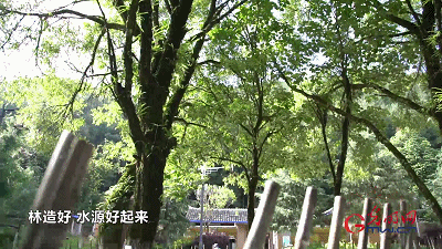【奋进的中国精神】3亿青山献国家，点赞草鞋书记