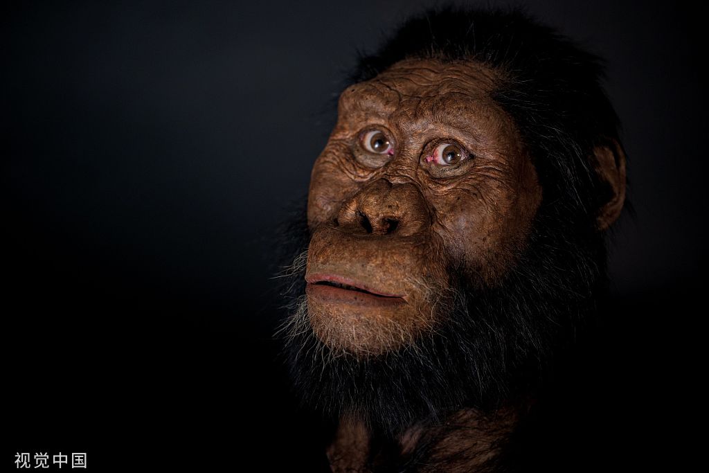 南方古猿古人类图片