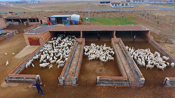 宁夏盐池怎么发羊财
